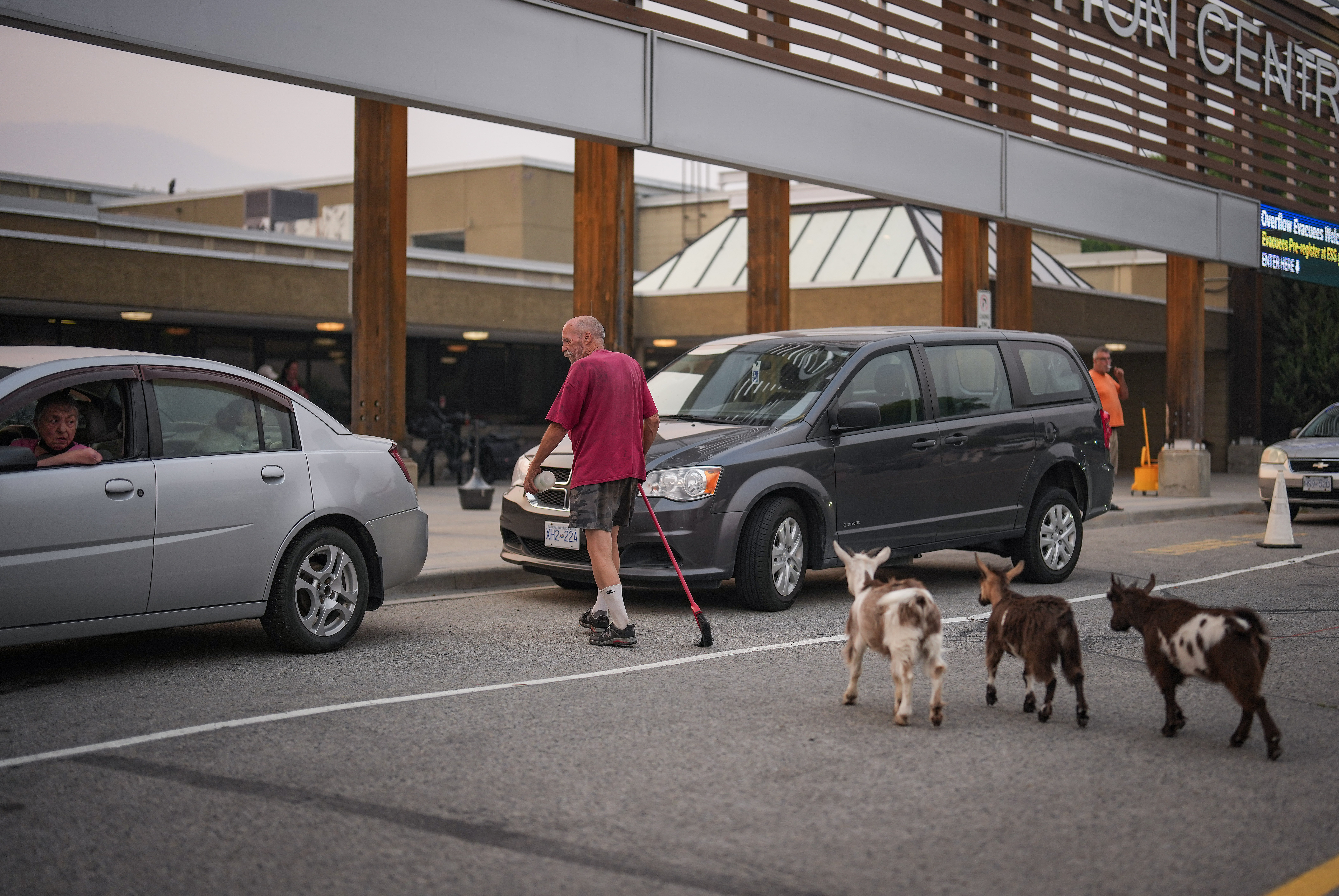 Man walking across road with three goats.